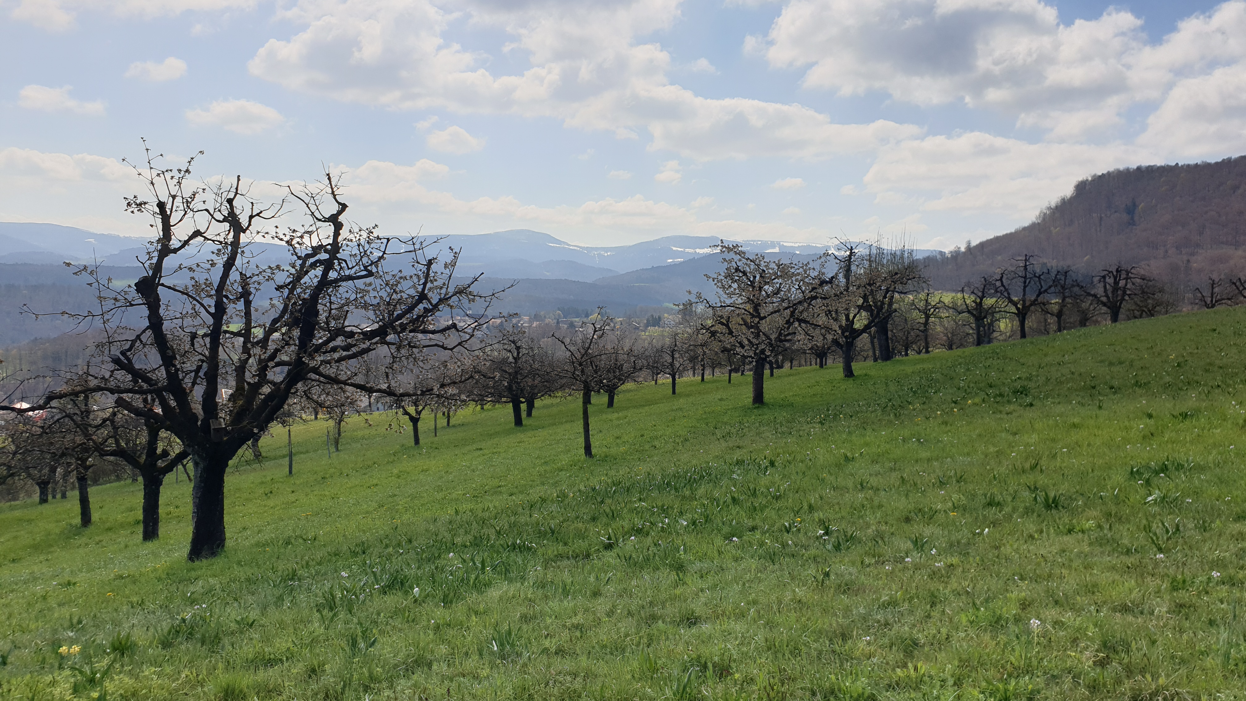Kirschbäume oberhalb Nuglar, Foto vom 2. April 2026