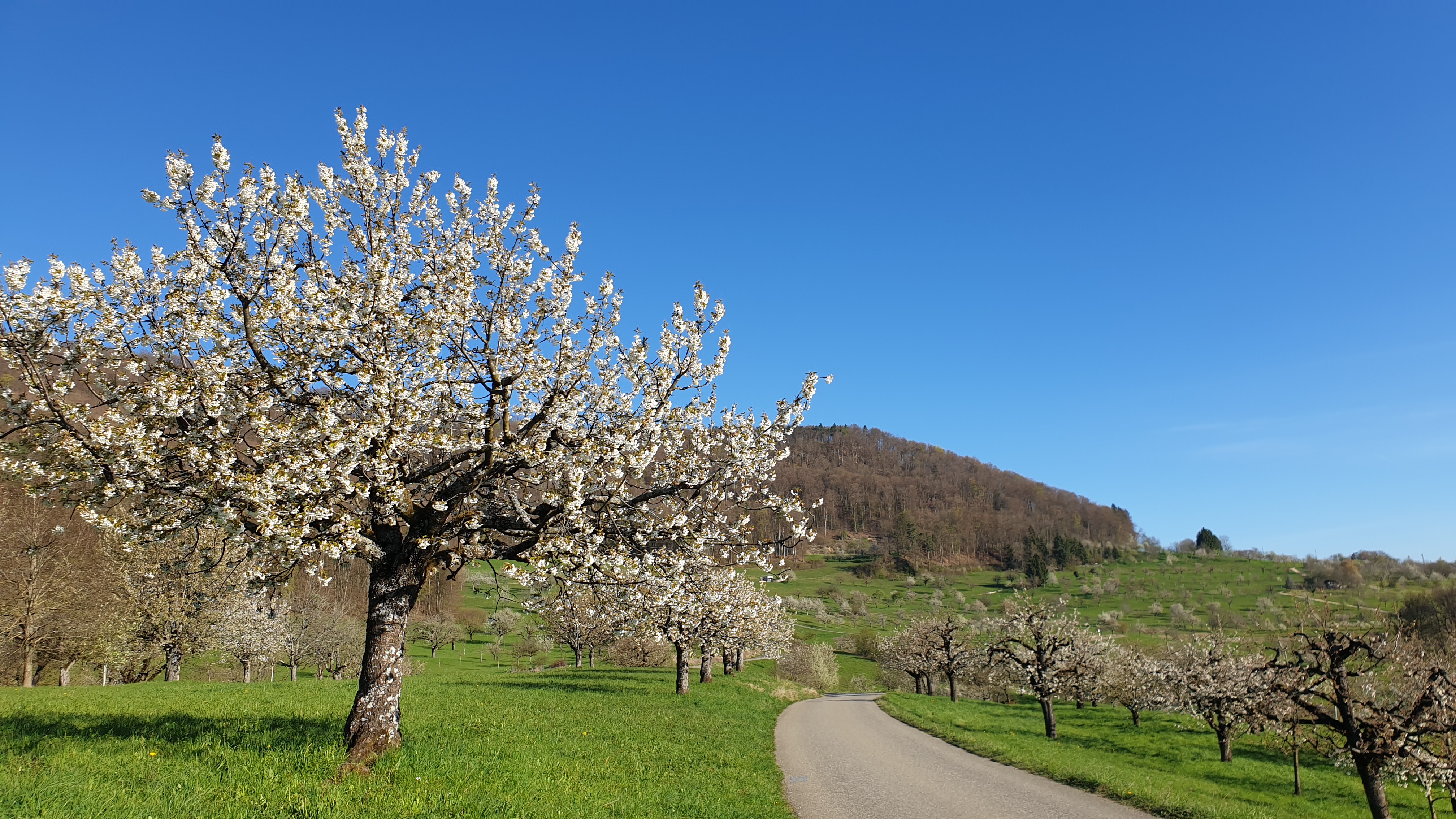 Kirschbäume zwischen St. Pantaleon und Nuglar am 7. April 2026